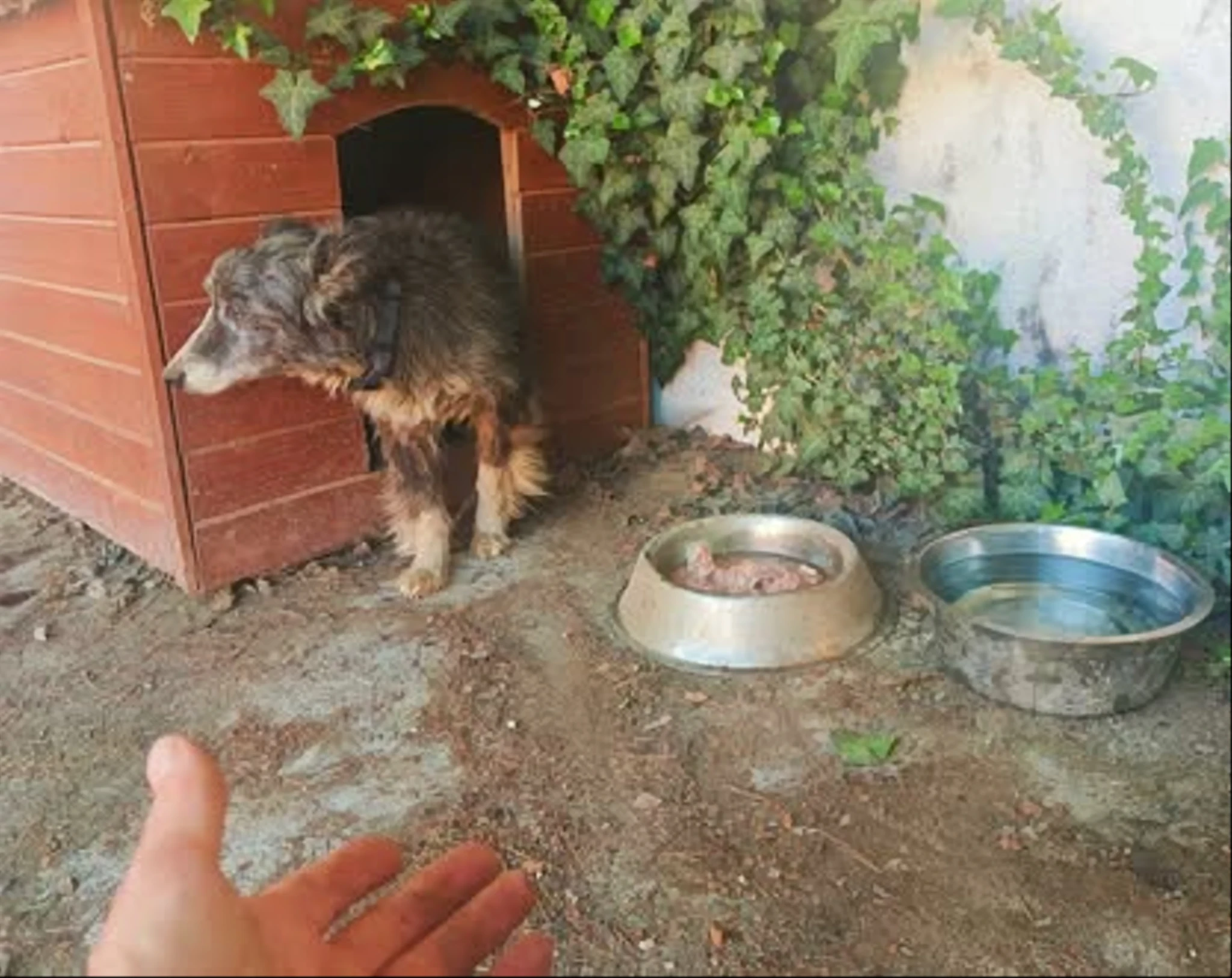 ☝️Výskyt medveďa hnedého 🐻 v našej obci bol zaznamenaný 1.5.2026 v nočných hodinách pri obecných bytových domoch.‼️